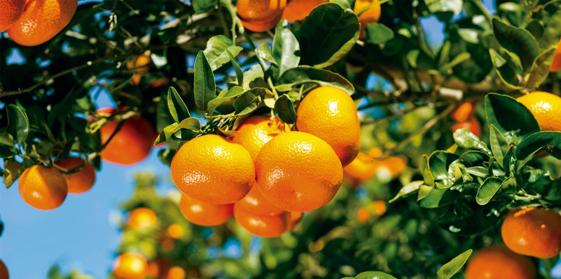 mandarinas en el arbol fruta hortofruticola